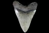 Fossil Megalodon Tooth - Georgia #74604-2